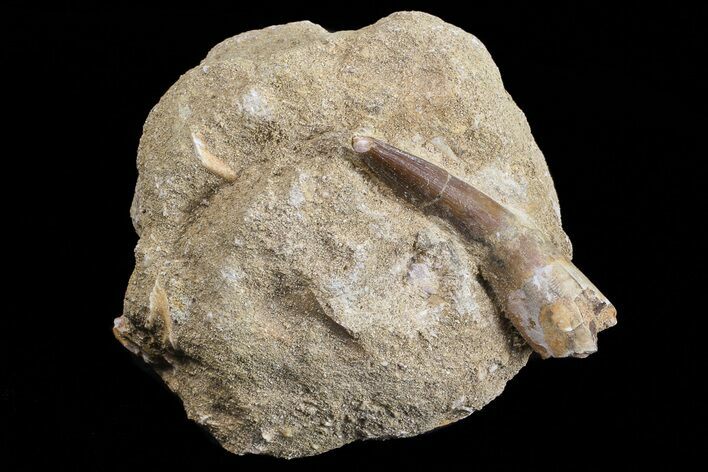 Fossil Plesiosaur (Zarafasaura) Tooth In Rock - Morocco #70303
